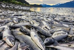 Alaska (46/65)